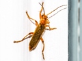 Cantharis pallida